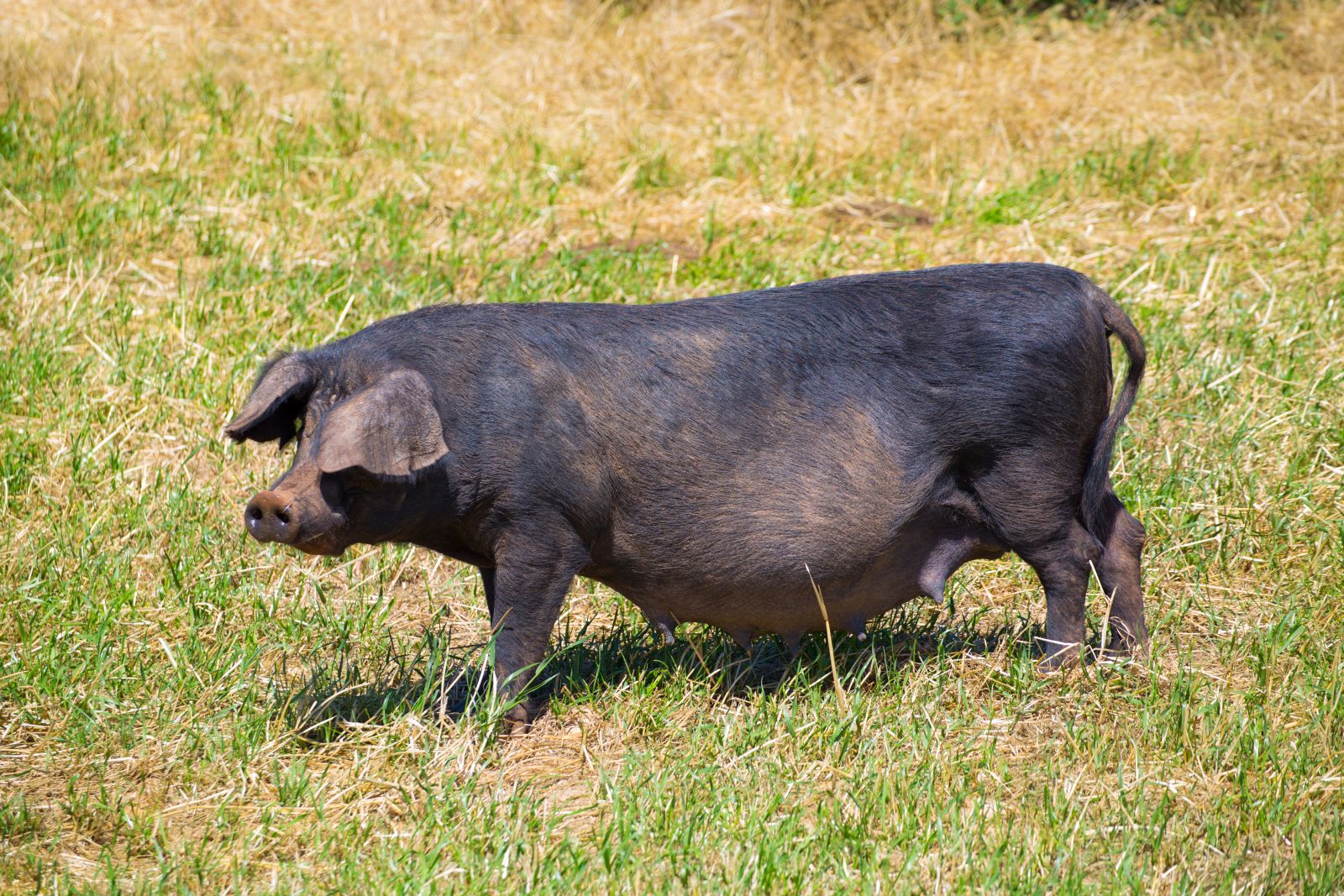 Black and brown pig in green pasture by LUNAMARINA via iStock