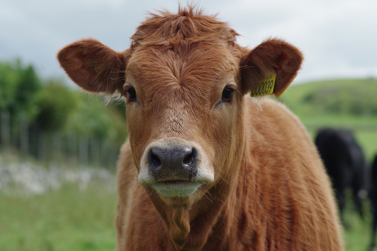 Close up of brown and white cow by Derek Sewell via Pixabay