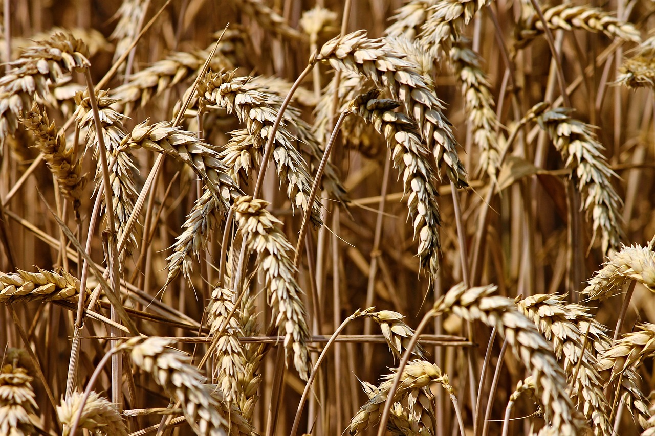 Wheat - Field of wheat close up by Manfred Richter via Pixabay