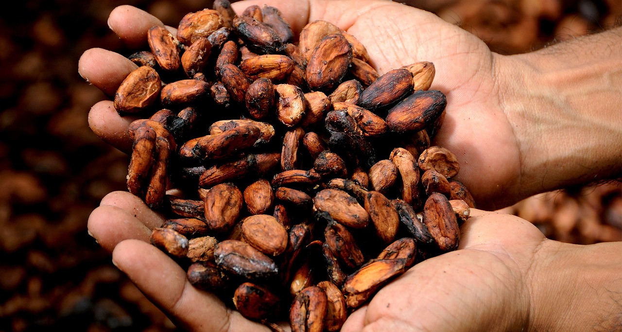 Cocoa - Hands with cocoa beans by Public Domain via Pixabay