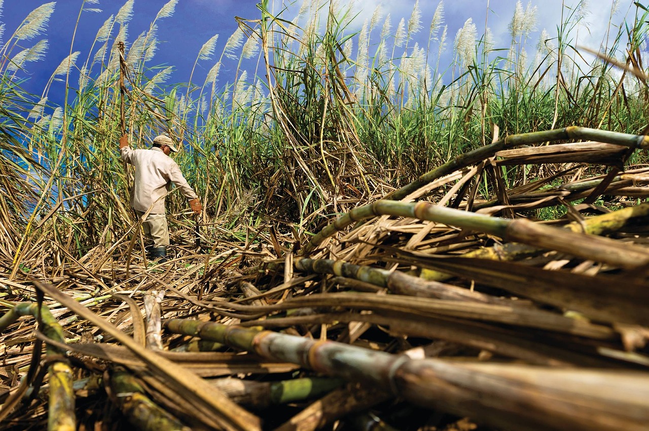 Sugar - Harvested sugar cane by Momolebo2020 via Pixabay